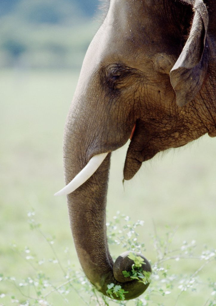 Detail of Hungry Elephant by Anonymous