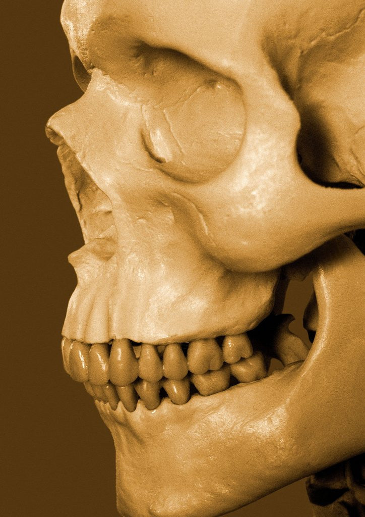 Detail of Profile of Human Skull by Anonymous
