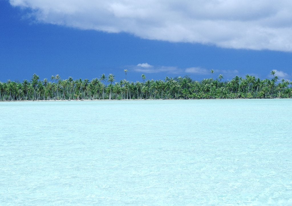 Detail of Palm Trees Lining Tropical Water by Anonymous