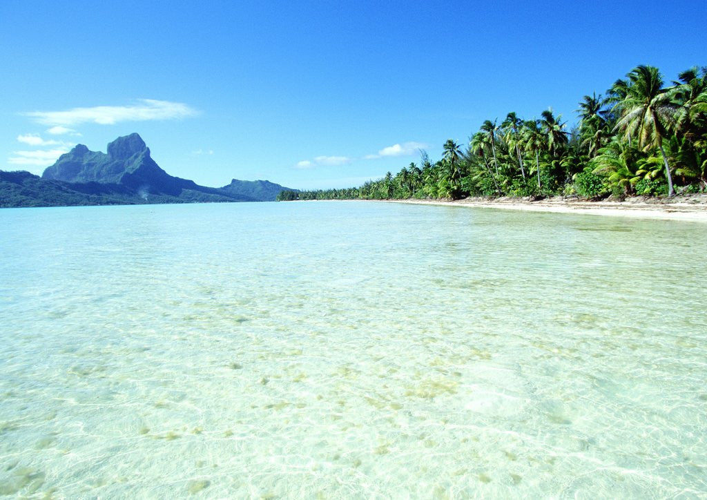 Detail of Tropical Waters by Anonymous