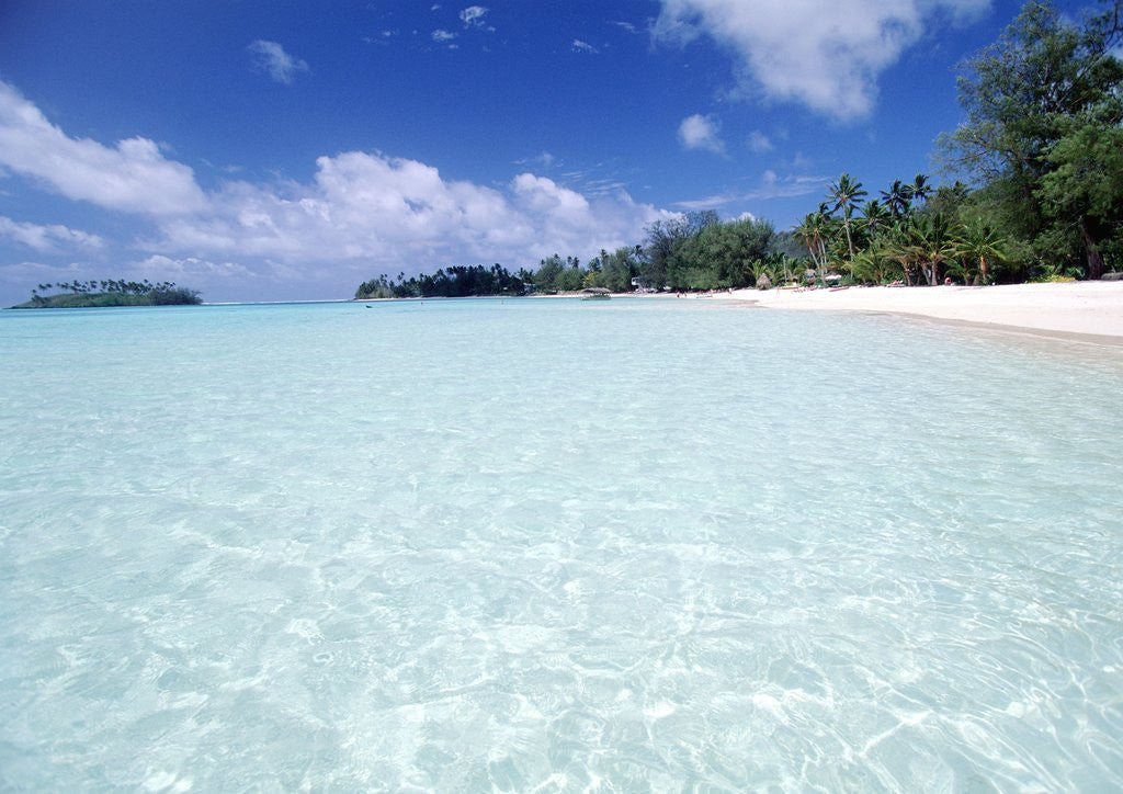 Detail of Tropical Beach by Anonymous