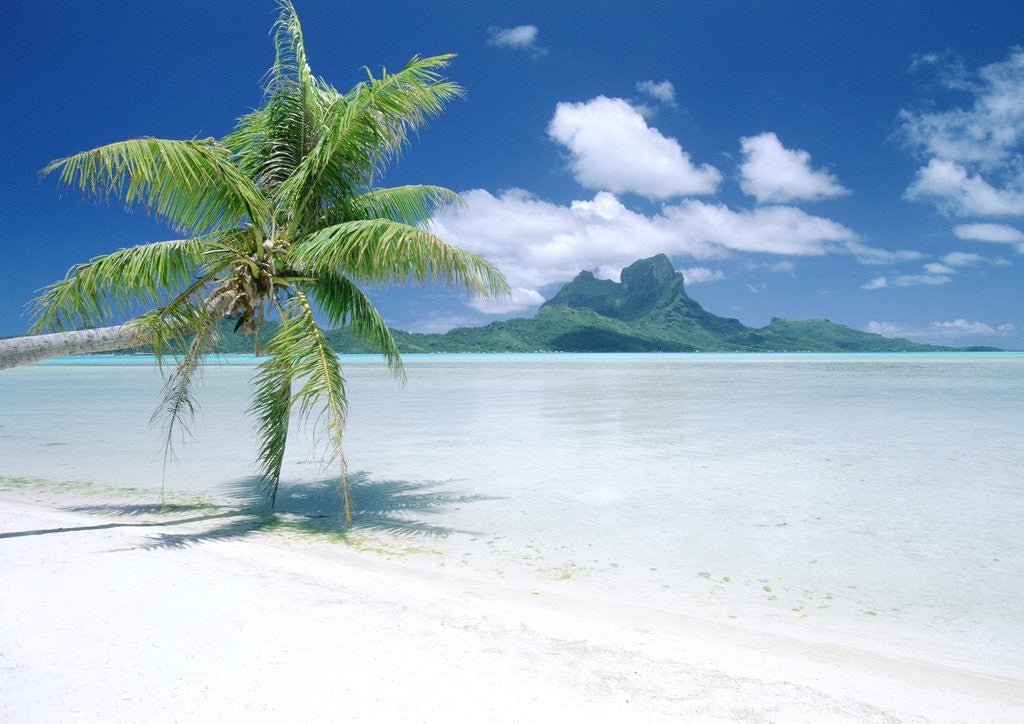 Detail of Palm Tree on a Tropical Beach by Anonymous