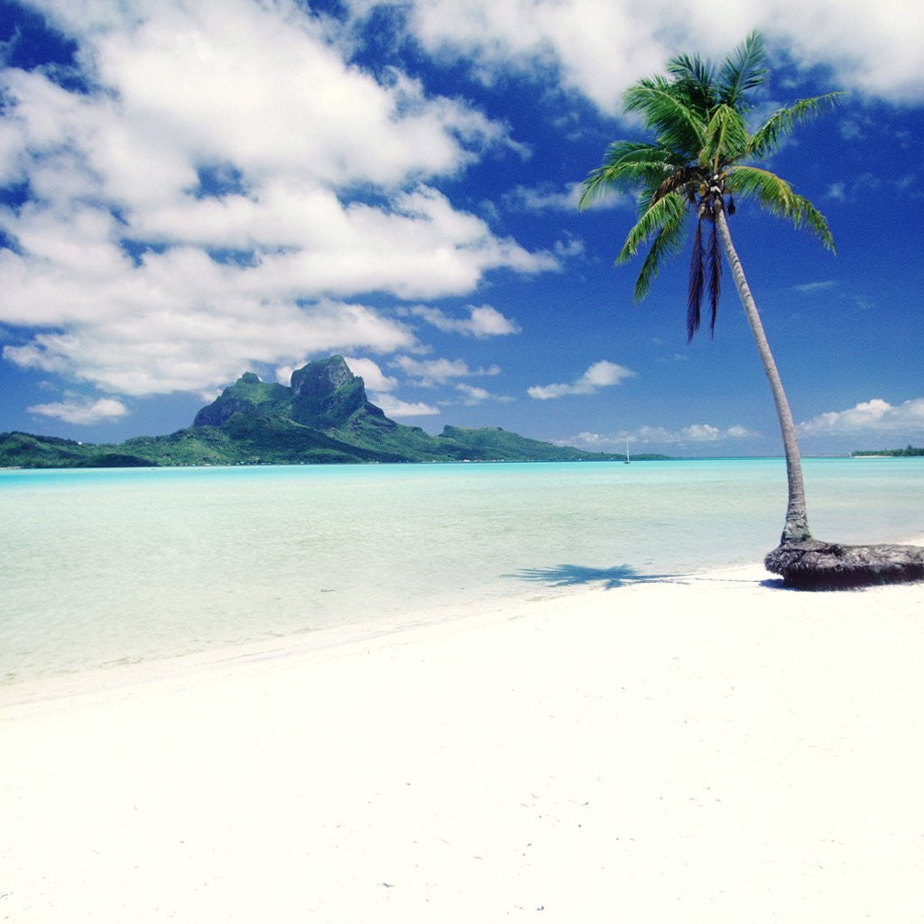 Detail of Palm Tree on a Tropical Beach by Anonymous