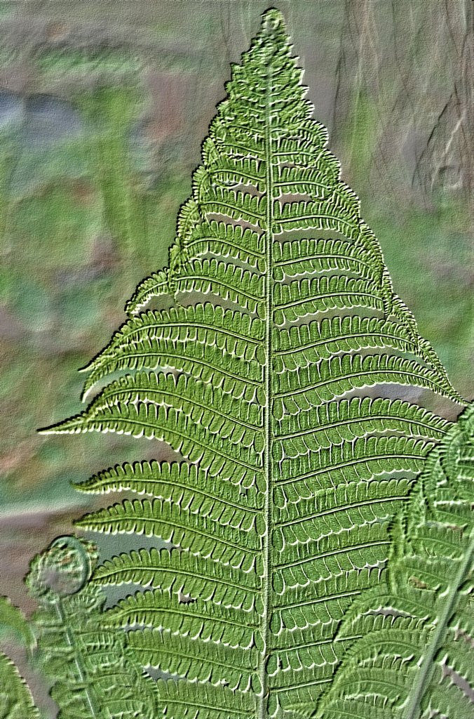 Detail of Fossilized Fern Leaf by Anonymous