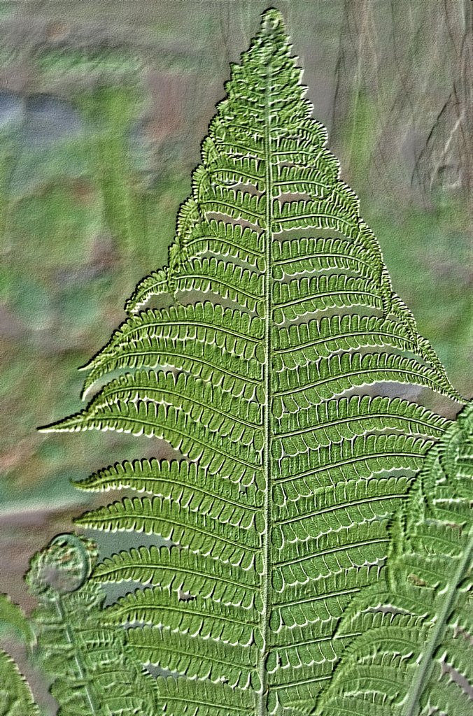 Detail of Fossilized Fern Leaf by Corbis