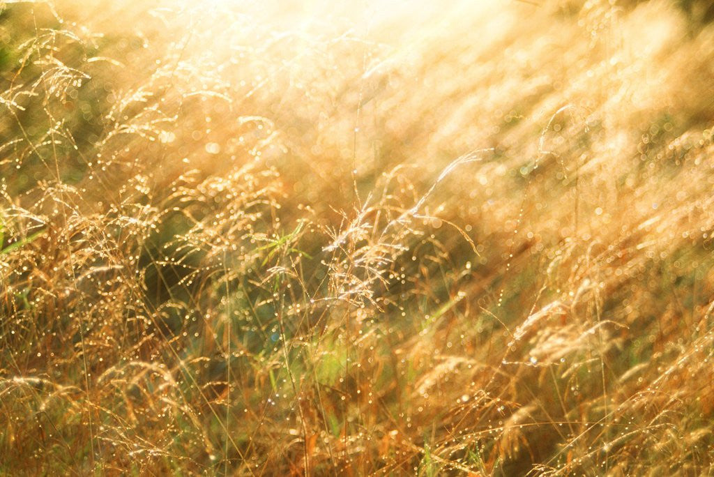 Detail of Golden Grass by Anonymous
