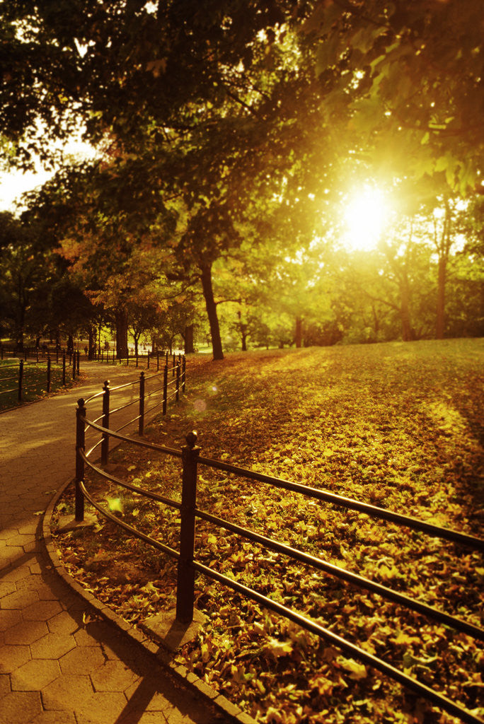 Detail of Sunrise in Central Park by Anonymous