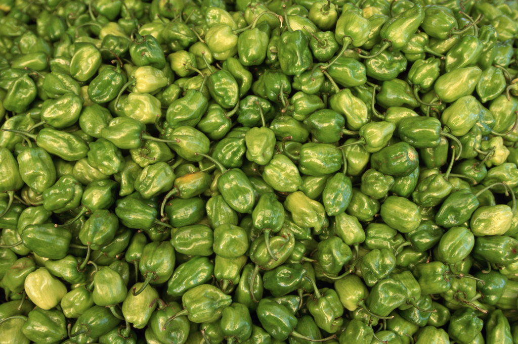 Detail of Habanero Chilies at the Central Market by Anonymous