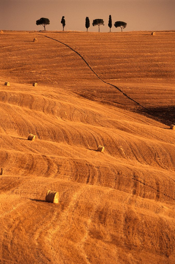 Detail of Bales in Rolling Fields by Anonymous