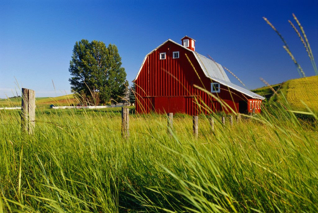 Detail of Red Barn in Long Grass by Corbis