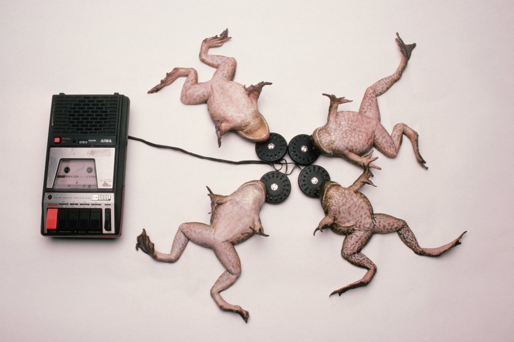 Detail of Frogs Undergoing Hypnosis by Anonymous