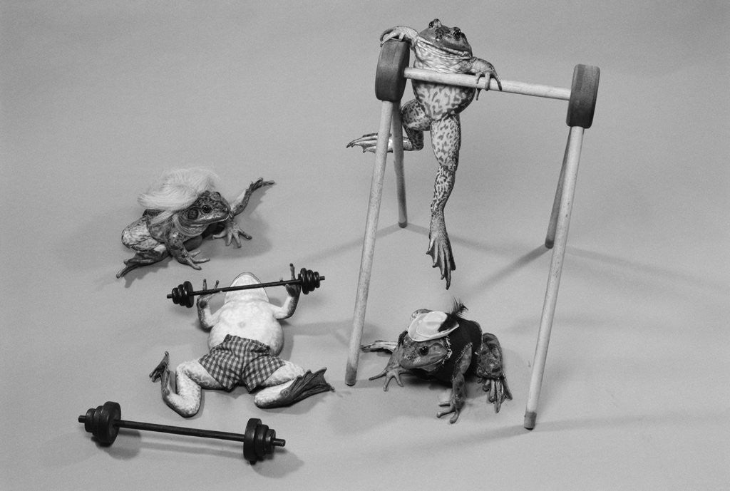 Detail of Frogs Wearing Costumes and Exercising by Corbis