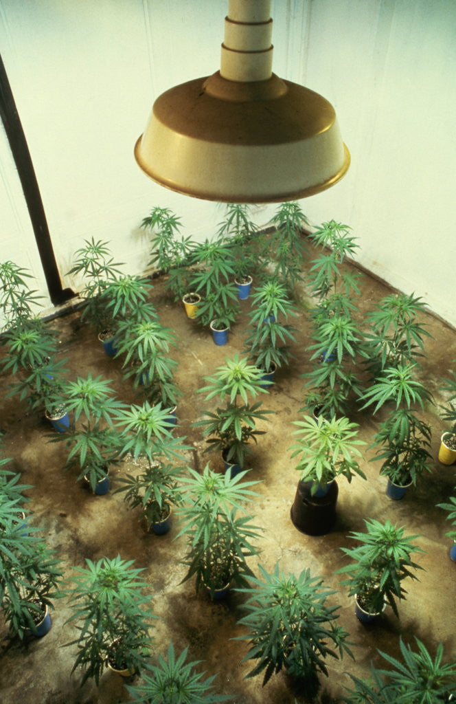 Detail of Marijuana Plants Under Grow Light by Anonymous