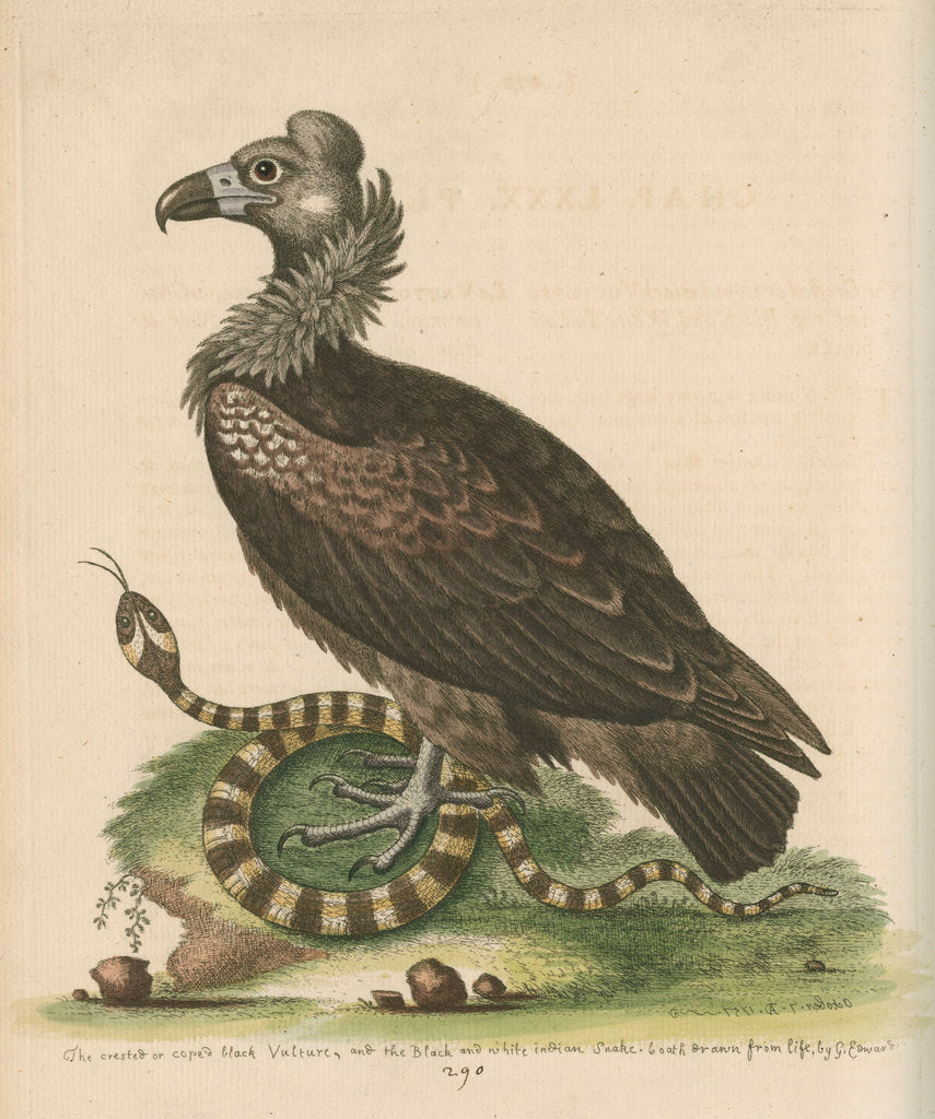 Detail of 'Crested or Coped Black Vulture, and the Black and White Indian Snake' by George Edwards