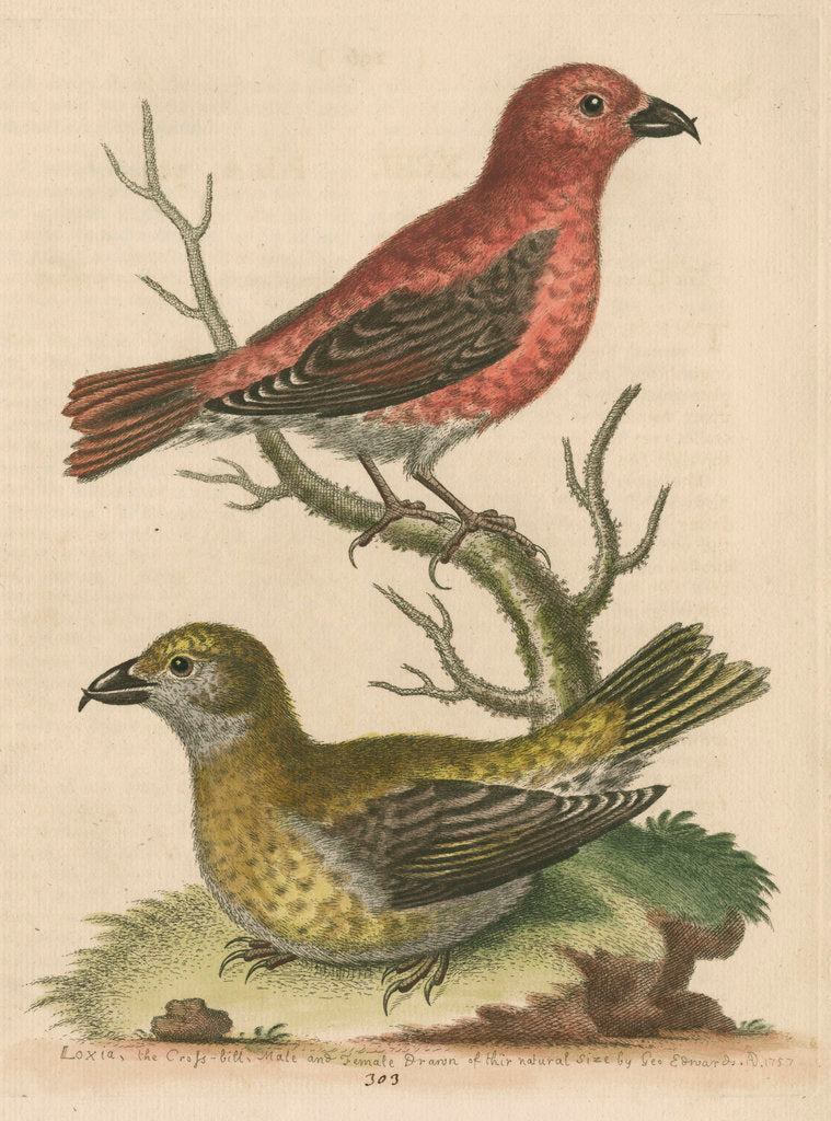 Detail of 'The Cross-Bills, Cock and Hen' by George Edwards