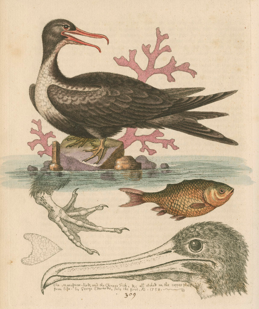 Detail of 'The Man of War Bird, the Chinese Fish, &c.' by George Edwards