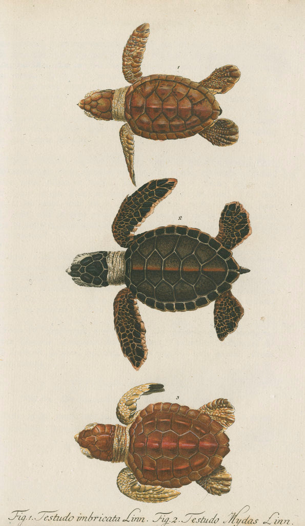 Three specimens of turtles by Friedrich Wilhelm Wunder