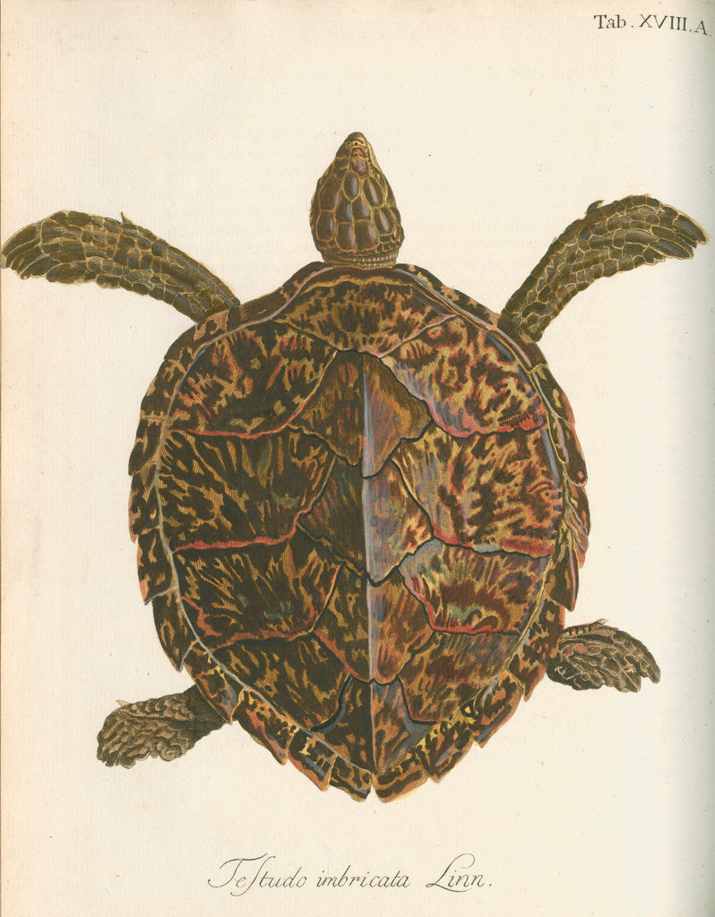 Detail of 'Testudo imbricata' [Hawksbill turtle] by Friedrich Wilhelm Wunder