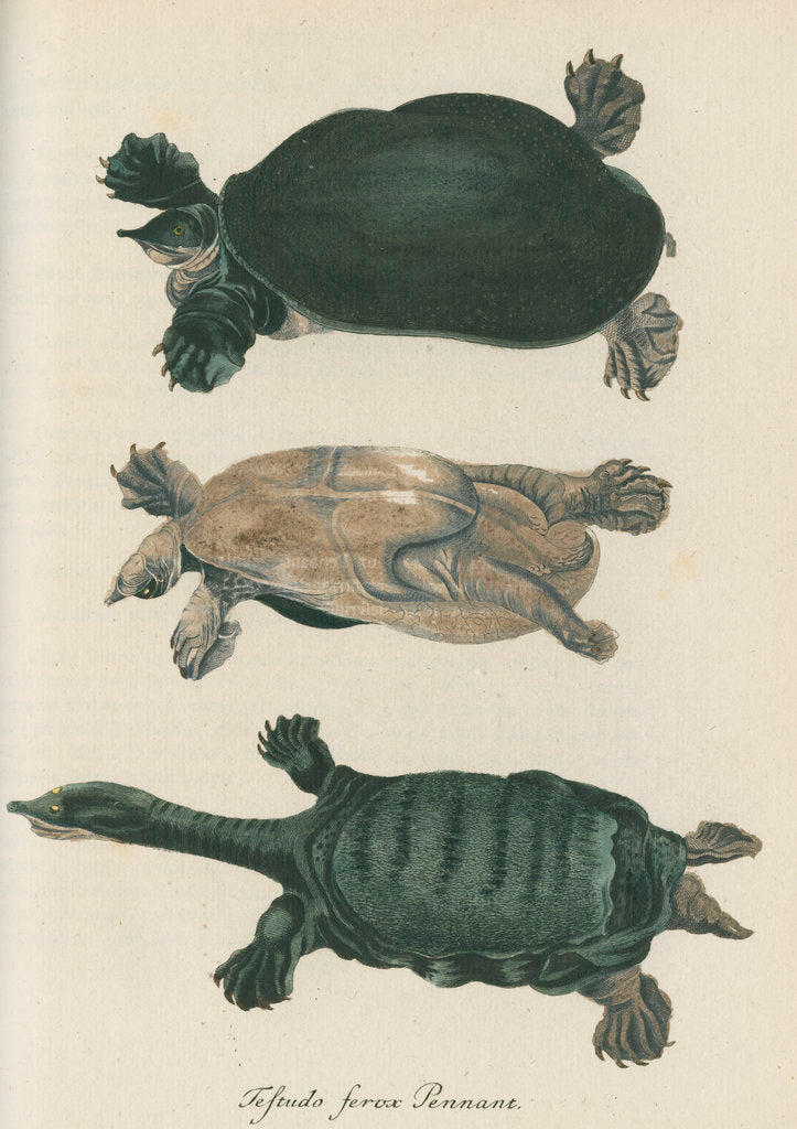 Detail of 'Testudo ferox' [Florida softshell turtle] by Friedrich Wilhelm Wunder