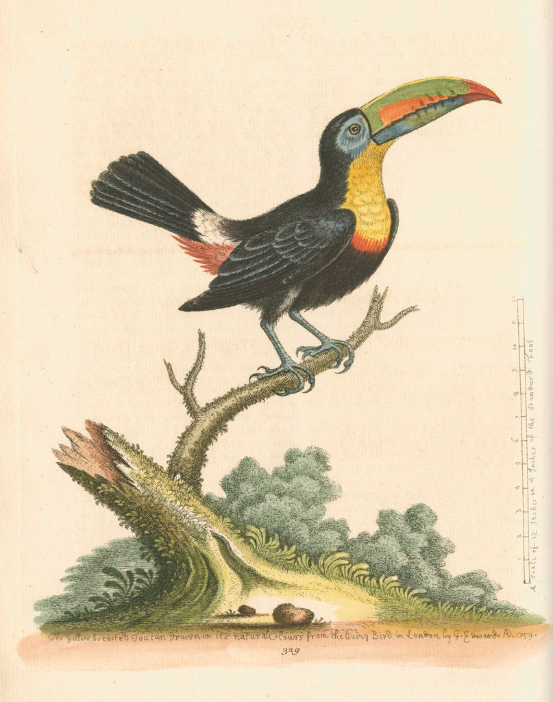 Detail of 'The Yellow-breasted Toucan' by George Edwards
