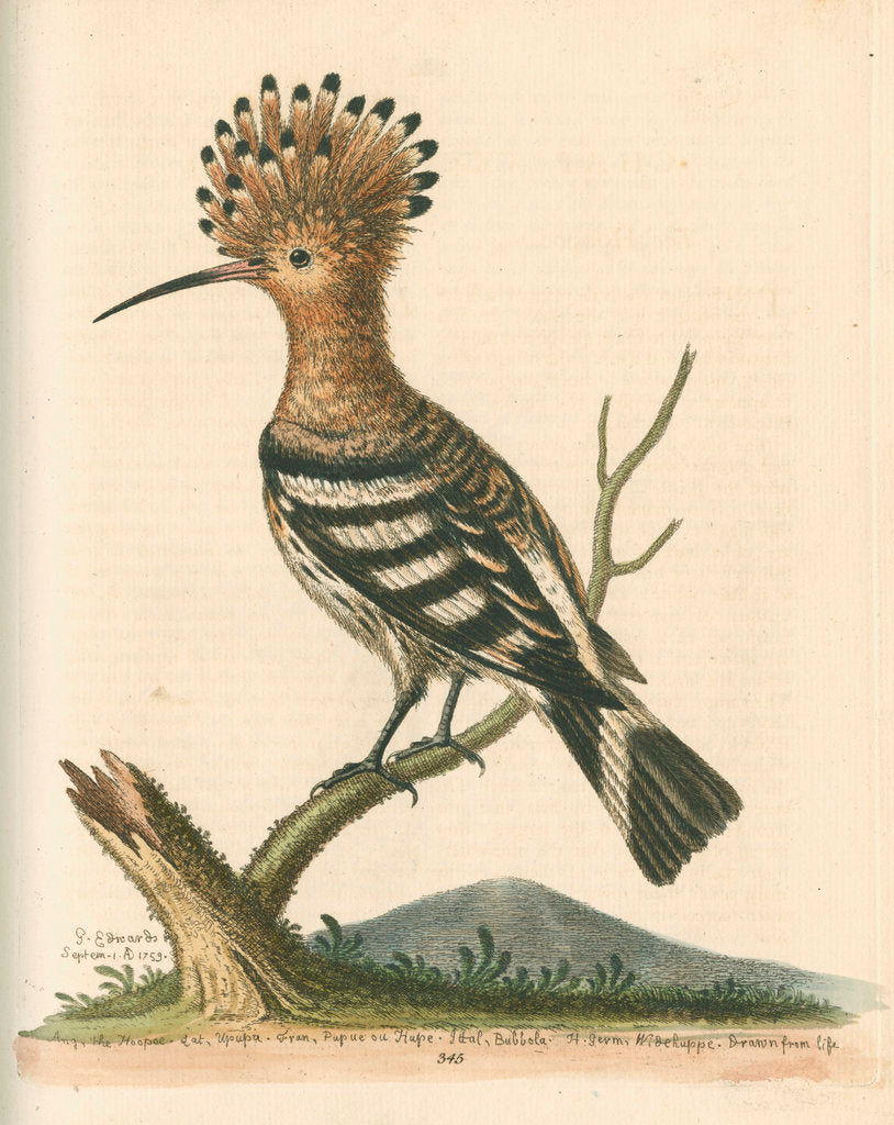 Detail of 'The Hoopoe' by George Edwards