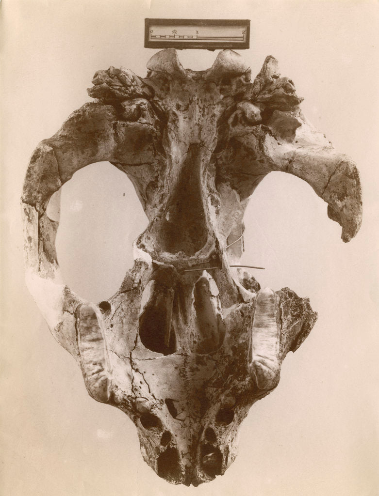 Detail of Thylacoleo fossil skull by Anonymous