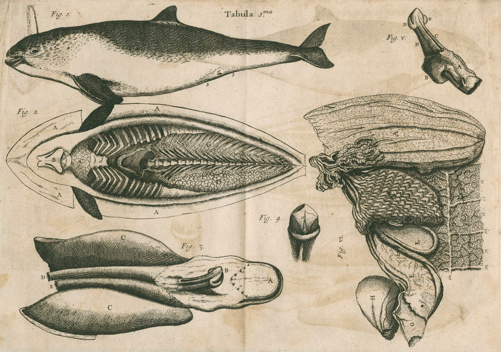 Detail of Anatomy of the porpoise by Anonymous