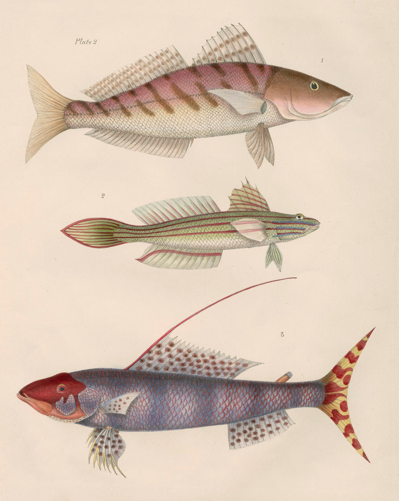 Detail of Studies of three fishes from Australia by Anonymous