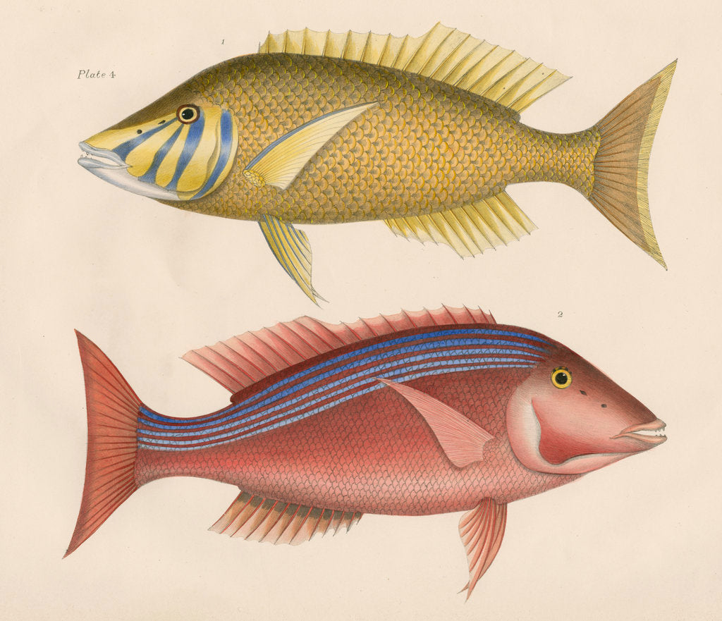Detail of Studies of two fishes from Australia by Anonymous