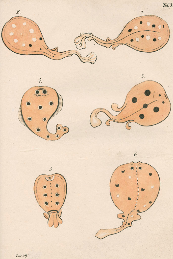 Detail of Torpedo rays in antiquity by unknown