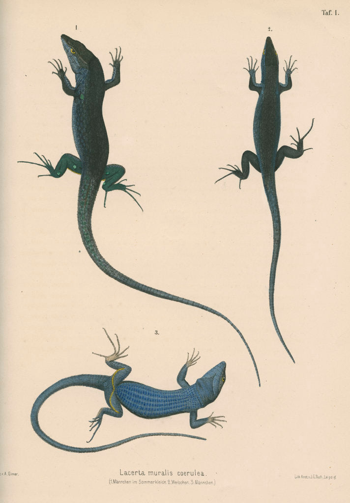 Detail of Blue lizard of Capri by J G Bach