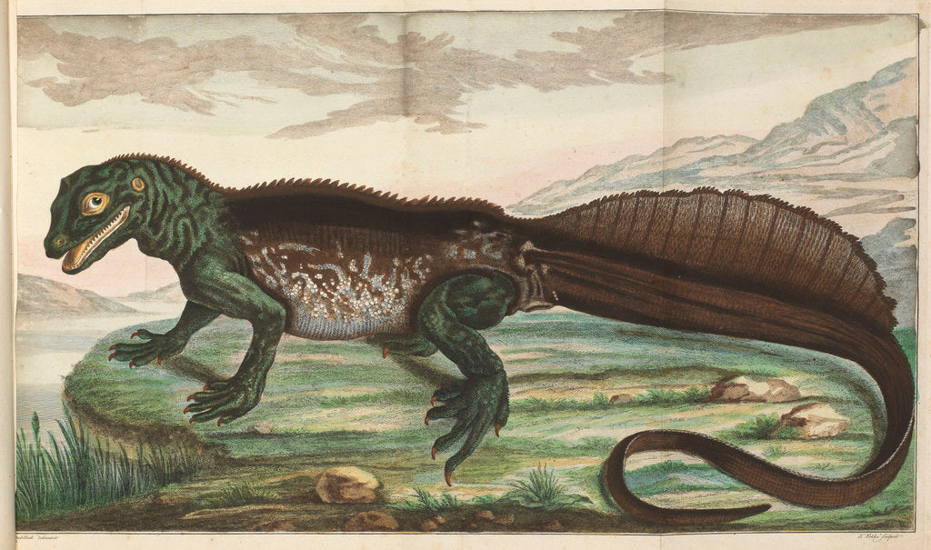 Detail of Sailfin lizard by Simon Fokke