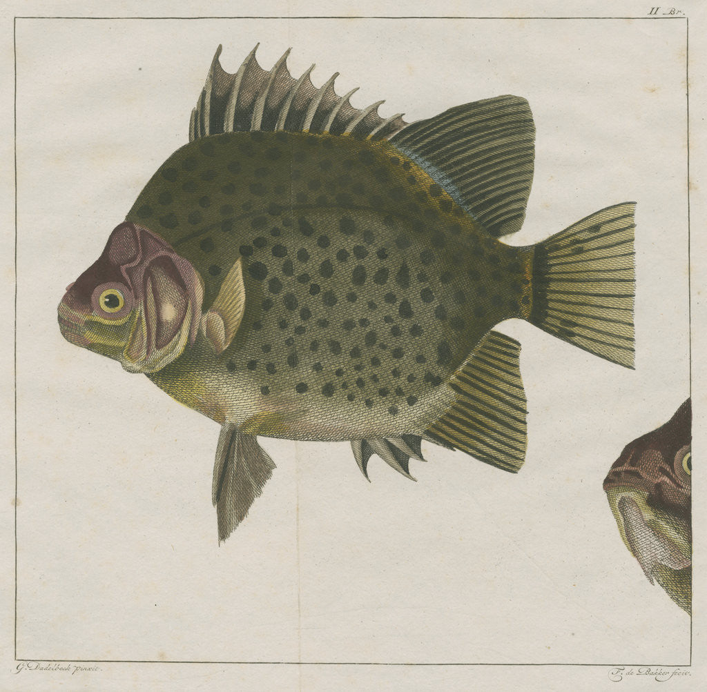 Detail of Spotted scat by F de Bakker