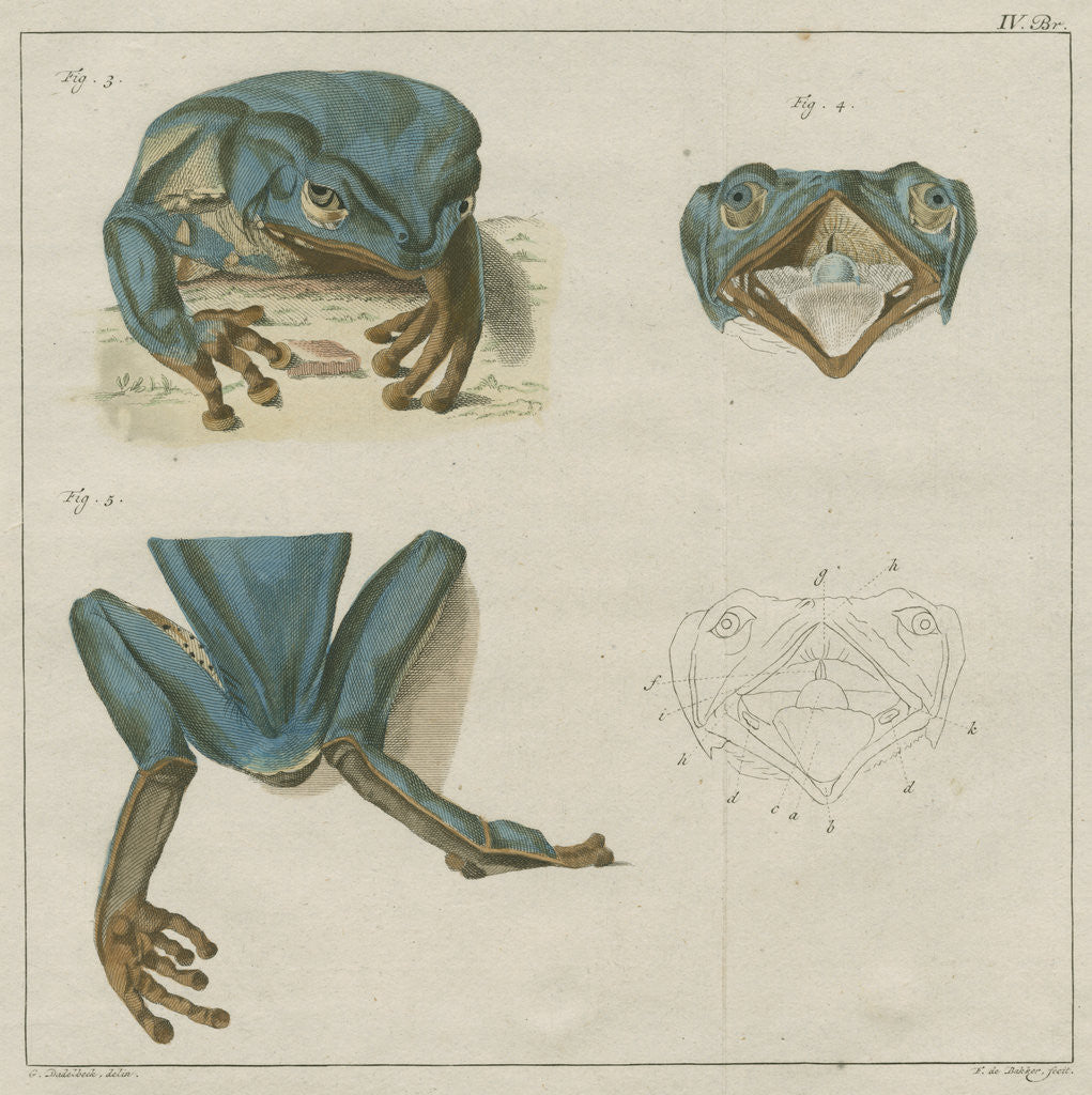 Detail of Giant leaf frog by F de Bakker