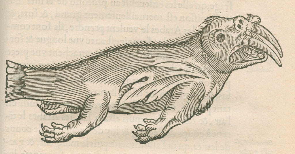 Detail of 'Figure d'un Elephant de Mer' by Anonymous