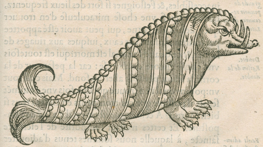 Detail of 'Figure du Poisson ayant la teste d'un Porc sanglier' by Anonymous