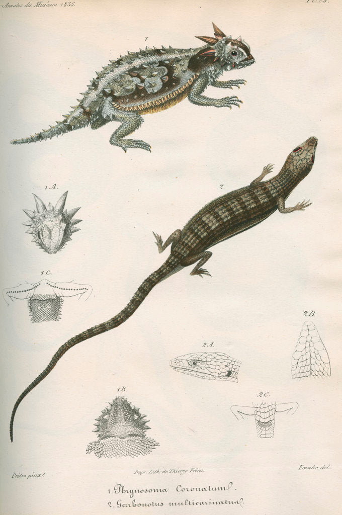 Detail of Two lizards of North America by Franke