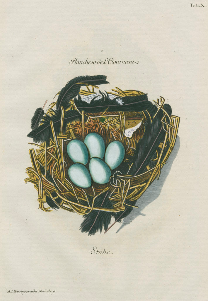 Detail of Nest of the Starling by Adam Ludwig Wirsing