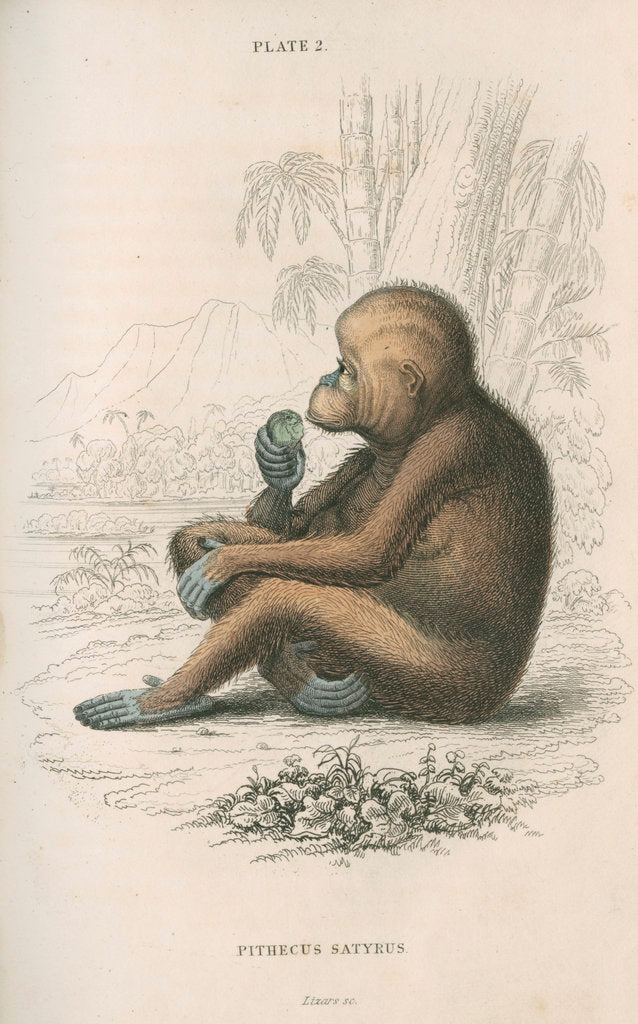 Detail of 'Pithecus satyrus' [Orangutan] by William Home Lizars