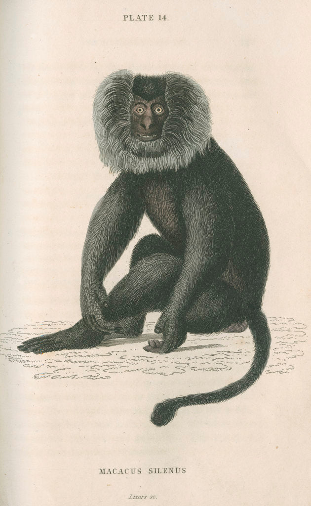 Detail of 'Macacus silensus' [Lion-tailed macaque] by William Home Lizars
