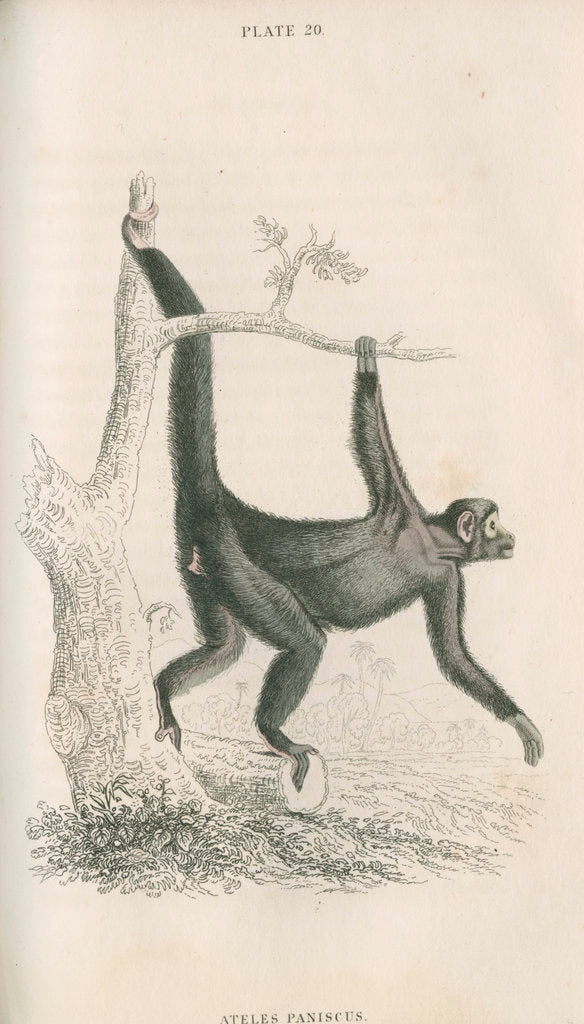Detail of 'Ateles paniscus' [Spider monkey] by William Home Lizars
