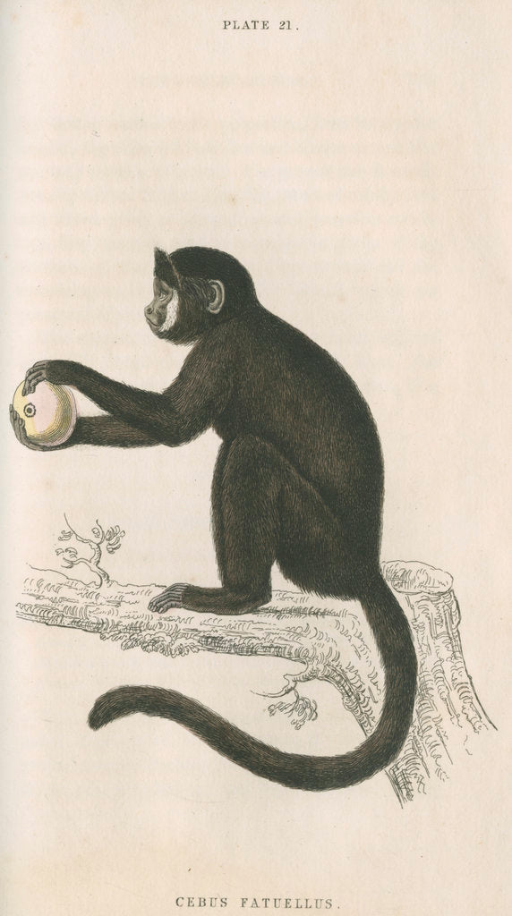 Detail of 'Cebus fatuellus' [Tufted capuchin] by William Home Lizars