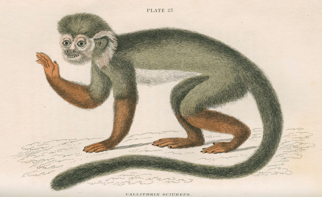 Detail of 'Callithrix sciureus' [Common squirrel monkey] by William Home Lizars