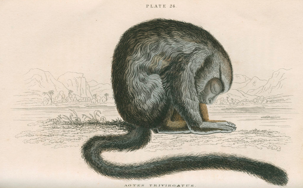 Detail of Aotes trivirgatus [Three-striped night monkey] by William Home Lizars