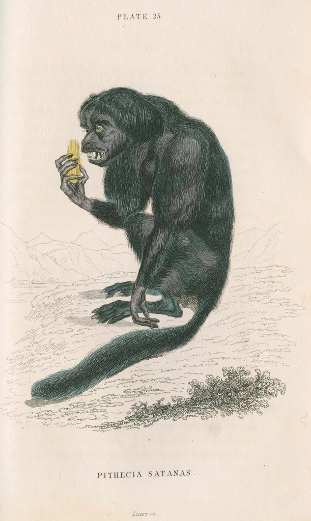 Detail of 'Pithecia satanas' [Black bearded saki] by William Home Lizars