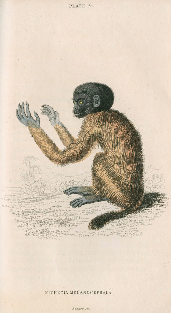 Detail of 'Pithecia melanocephala' [Golden-backed uakari] by William Home Lizars