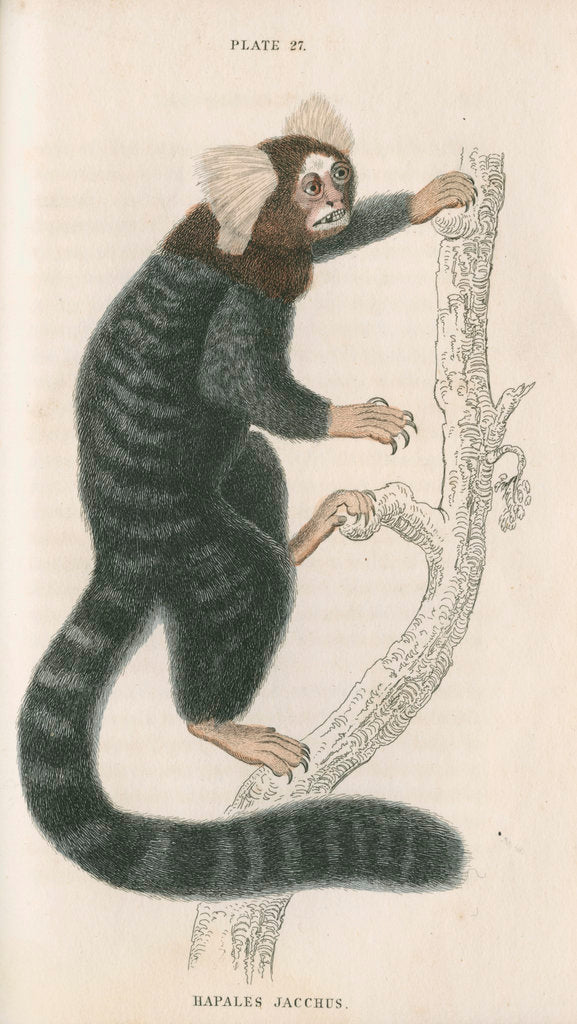 Detail of 'Hapales jacchus' [Common marmoset] by William Home Lizars