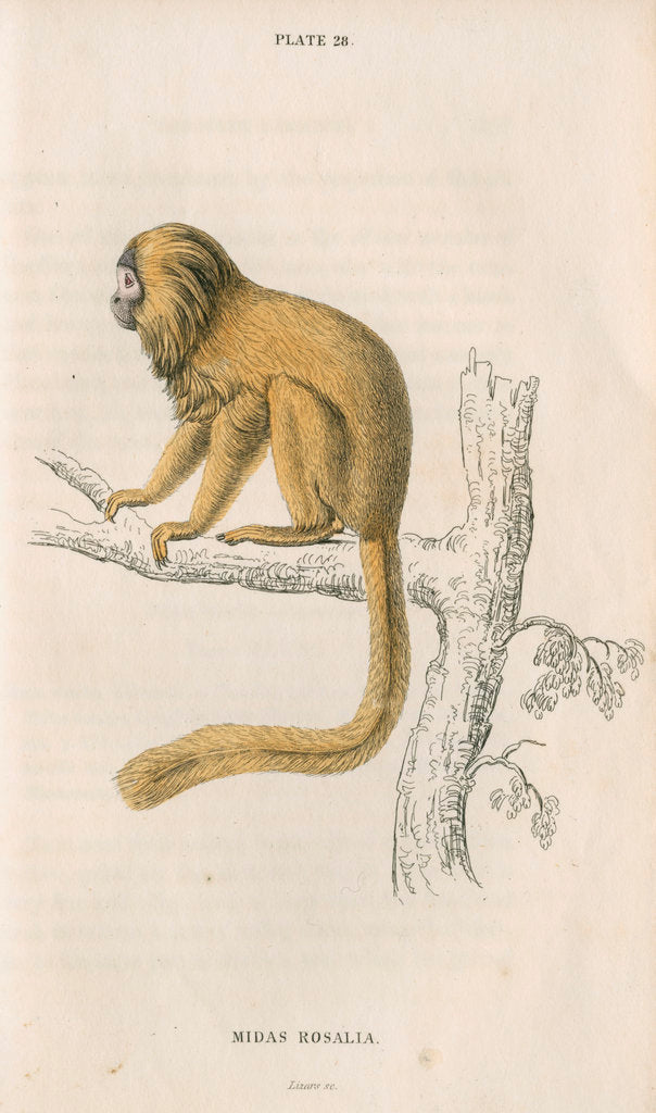 Detail of 'Midas rosalia' [Golden lion tamarin] by William Home Lizars
