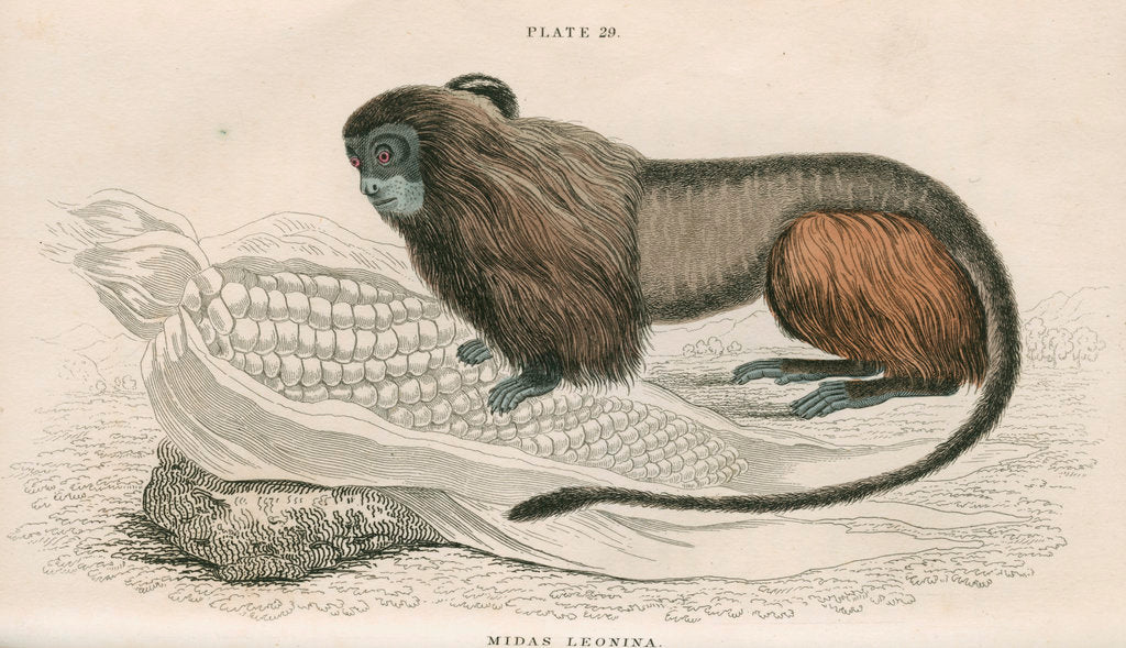 Detail of 'Midas leonina' [Pygmy marmoset] by William Home Lizars
