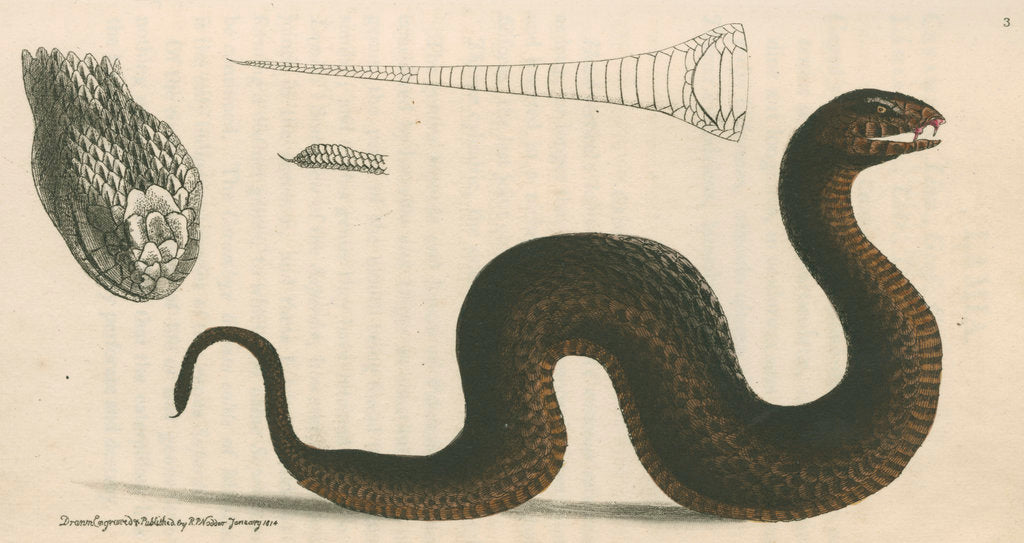 Detail of 'Brown's acanthophis' [Common death adder] by Richard Polydore Nodder